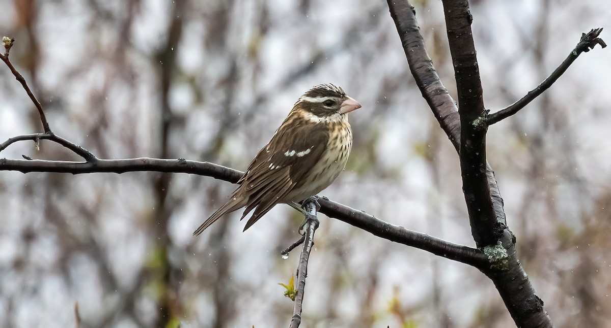 Rose-breasted Grosbeak - ML635981455
