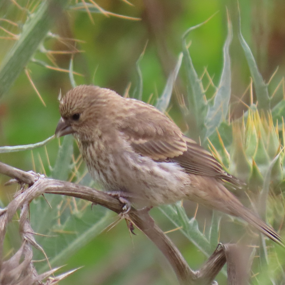 House Finch - ML635981456