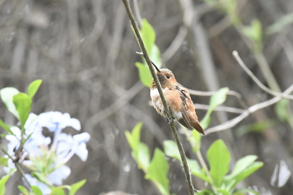 Allen's Hummingbird - ML635981458