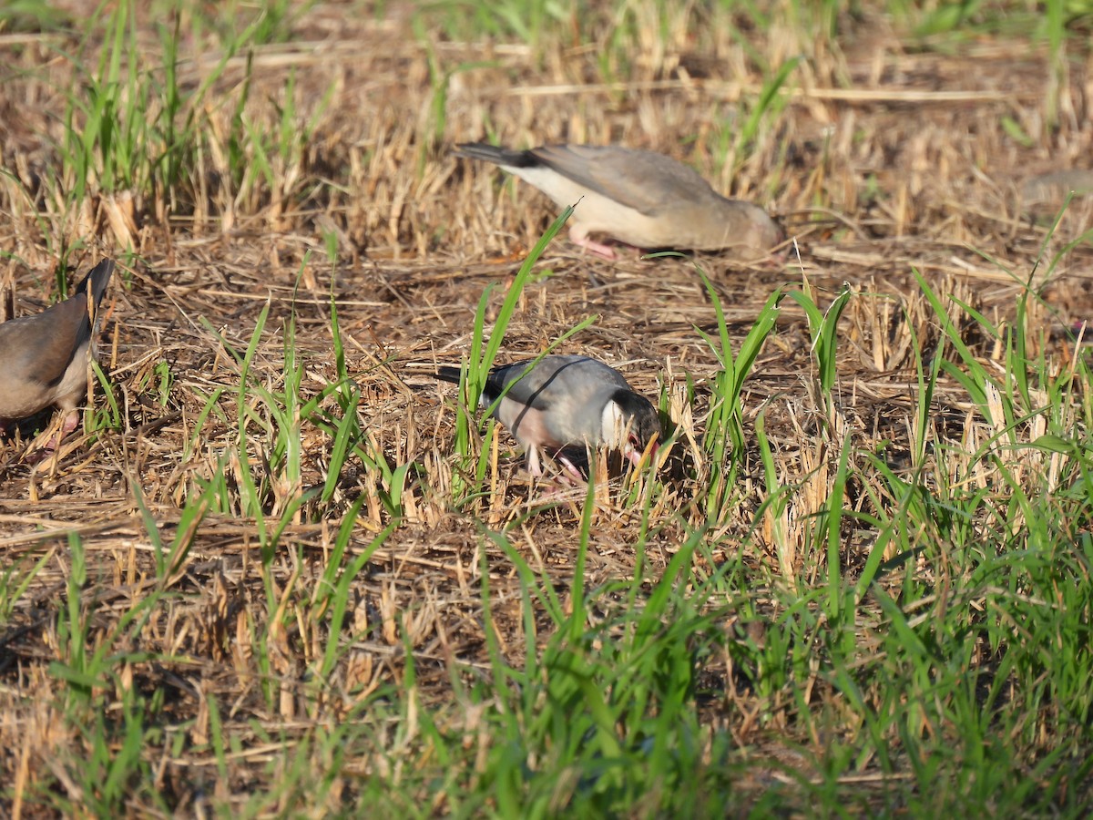 Java Sparrow - ML635981459