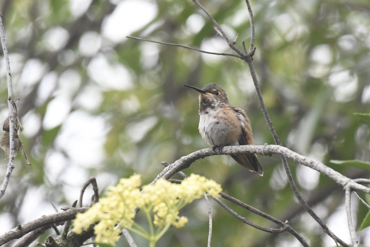Allen's Hummingbird - ML635981461