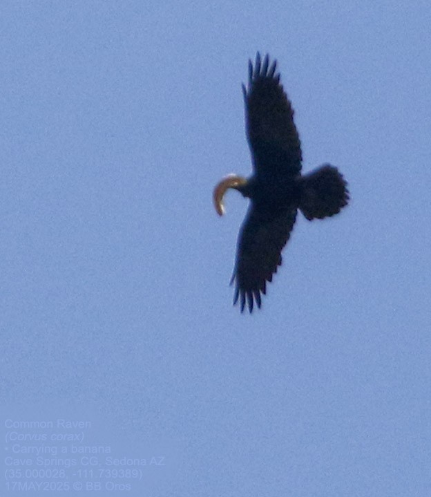 Common Raven - ML635981467