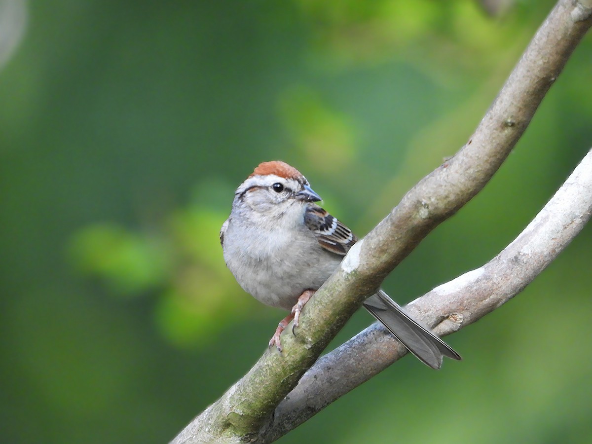 Chipping Sparrow - ML635981468