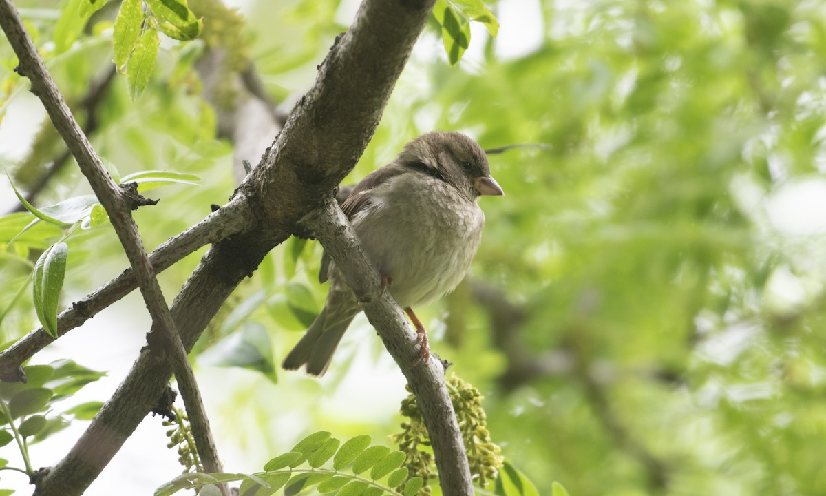 Moineau domestique - ML635981530