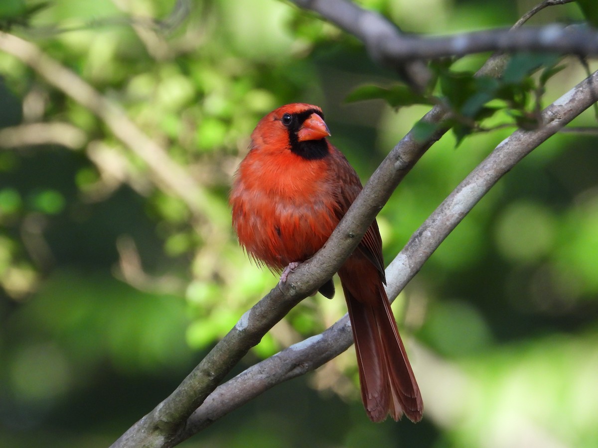 Northern Cardinal - ML635981535