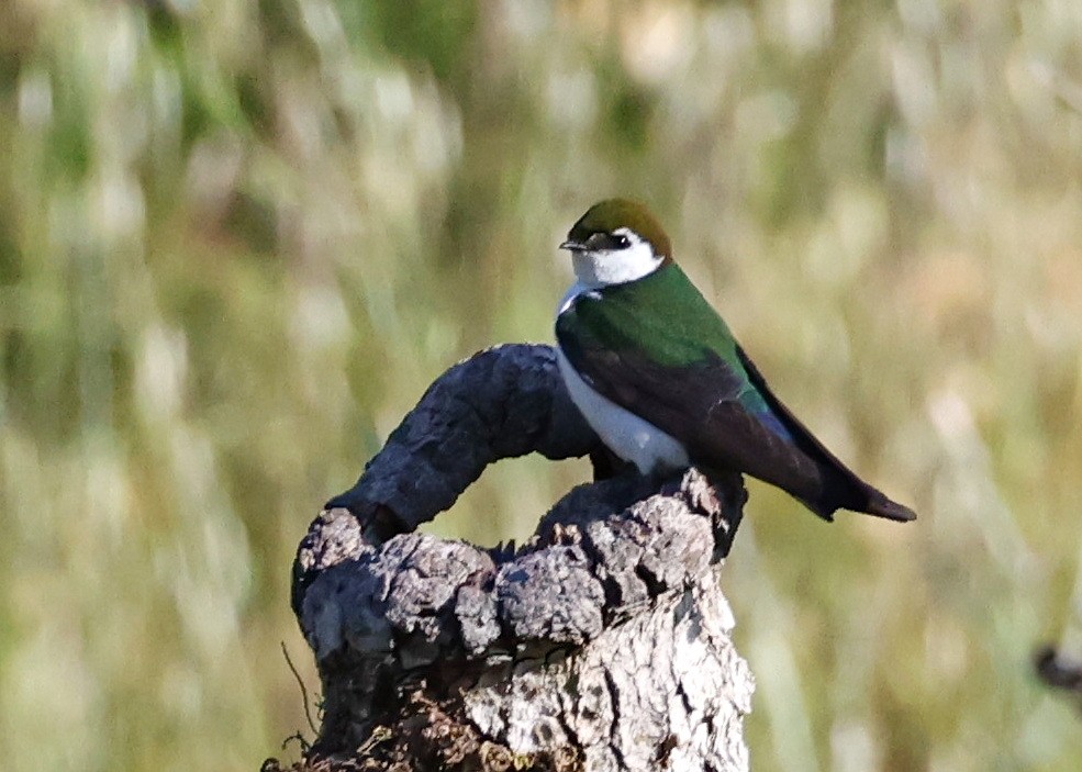 Violet-green Swallow - ML635981640