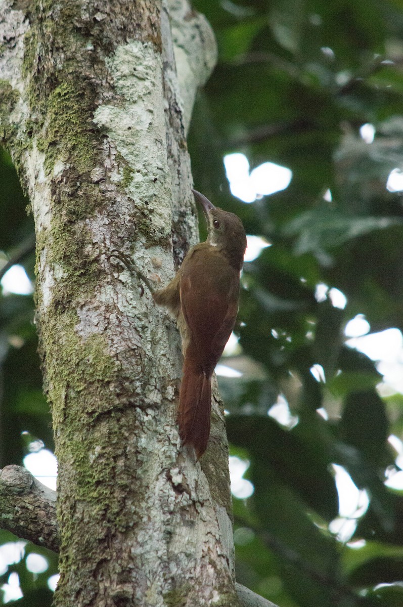 Red-billed Woodcreeper - ML635981703