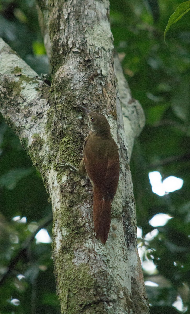 Red-billed Woodcreeper - ML635981707