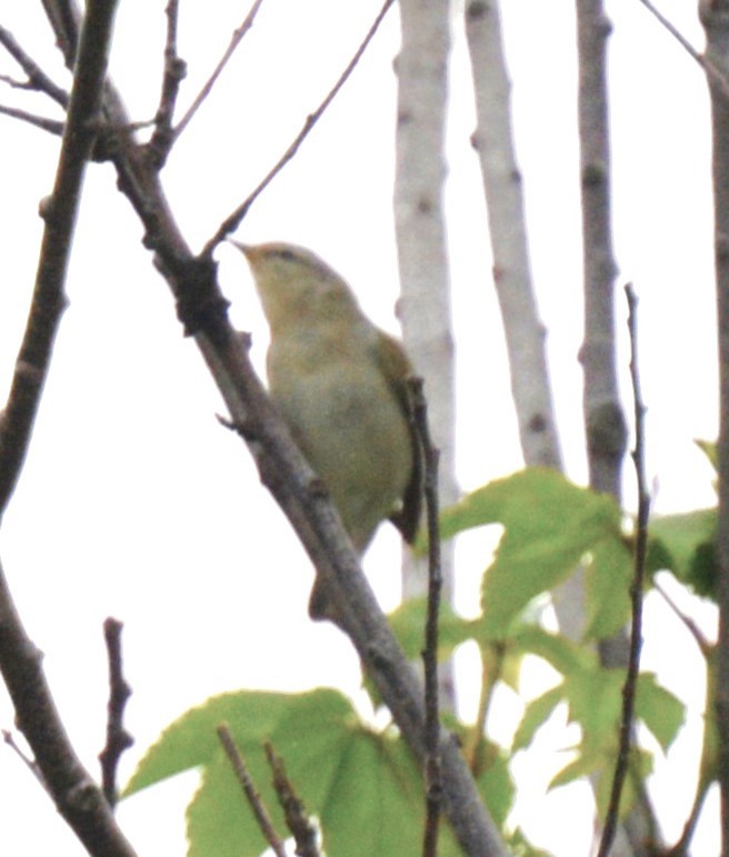 Tennessee Warbler - ML635981758