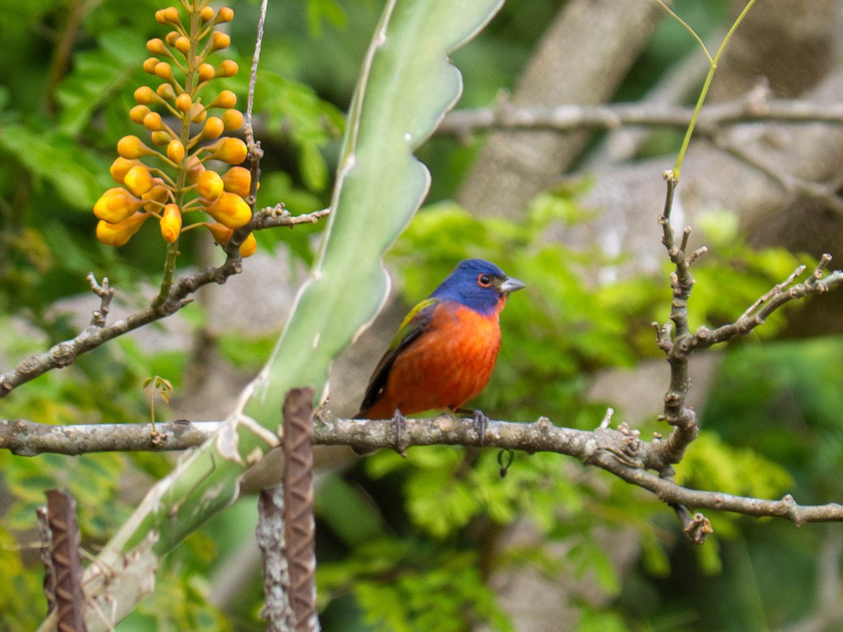 Painted Bunting - ML635981774