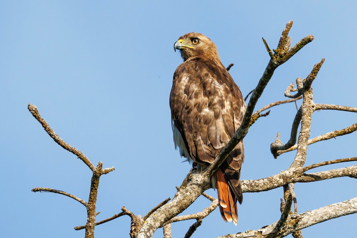 Red-tailed Hawk (jamaicensis) - ML635981820