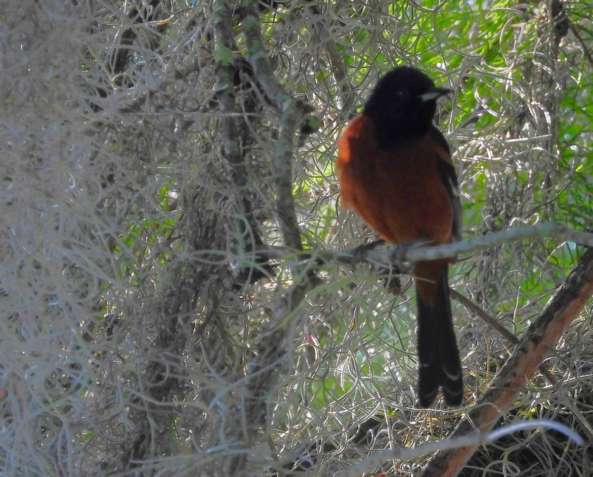 Oriole des vergers - ML635981823