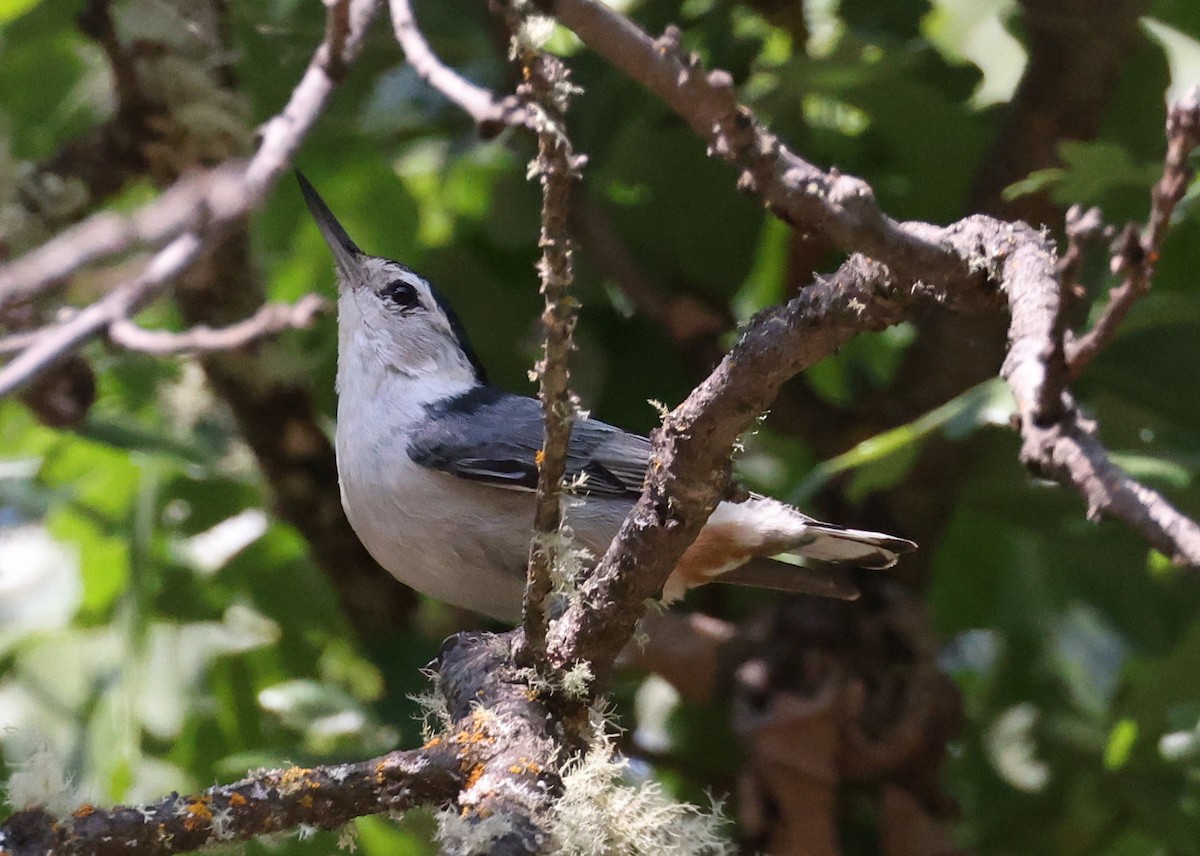 White-breasted Nuthatch (Pacific) - ML635981826