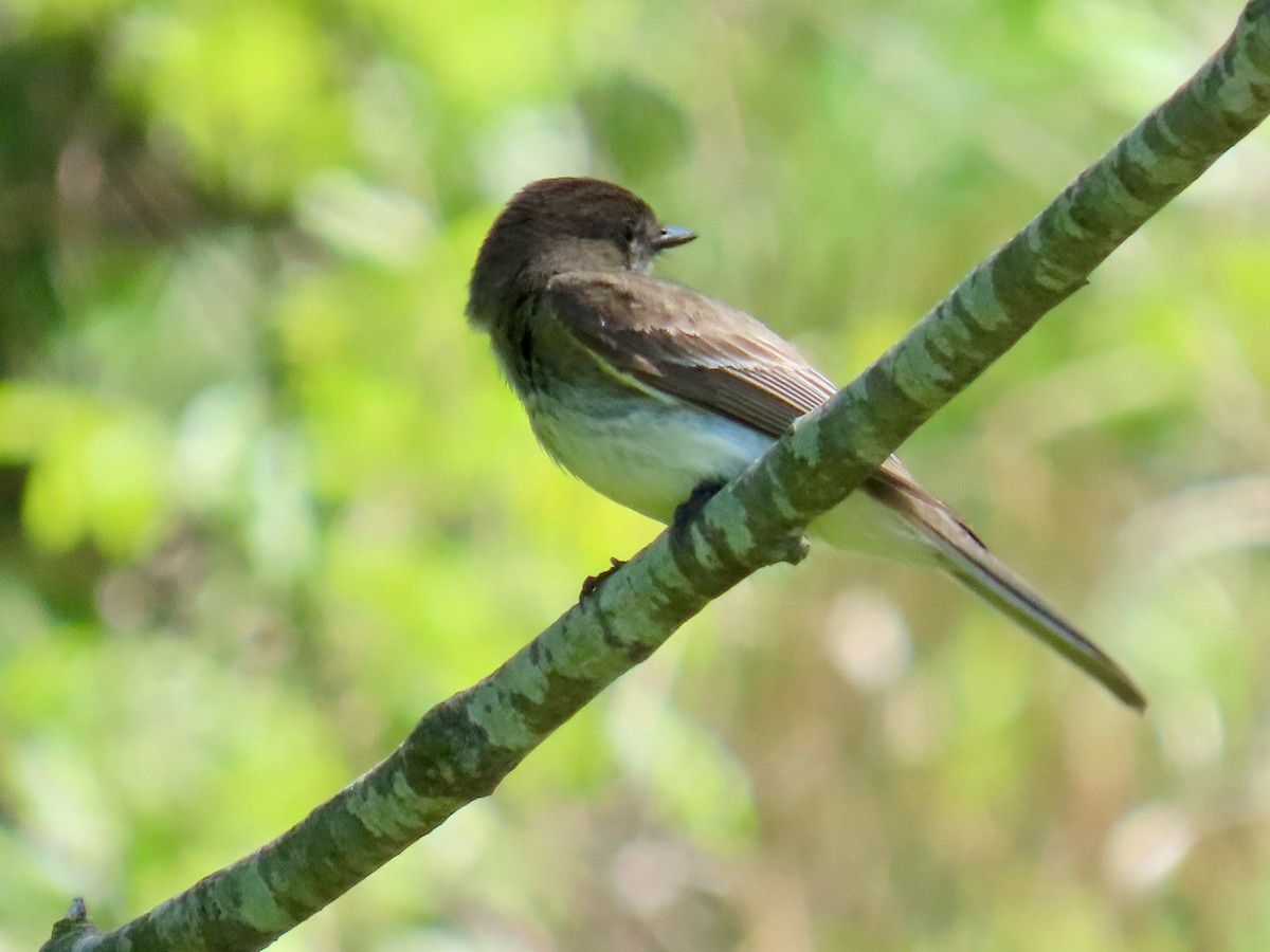 ツキヒメハエトリ - ML635981915