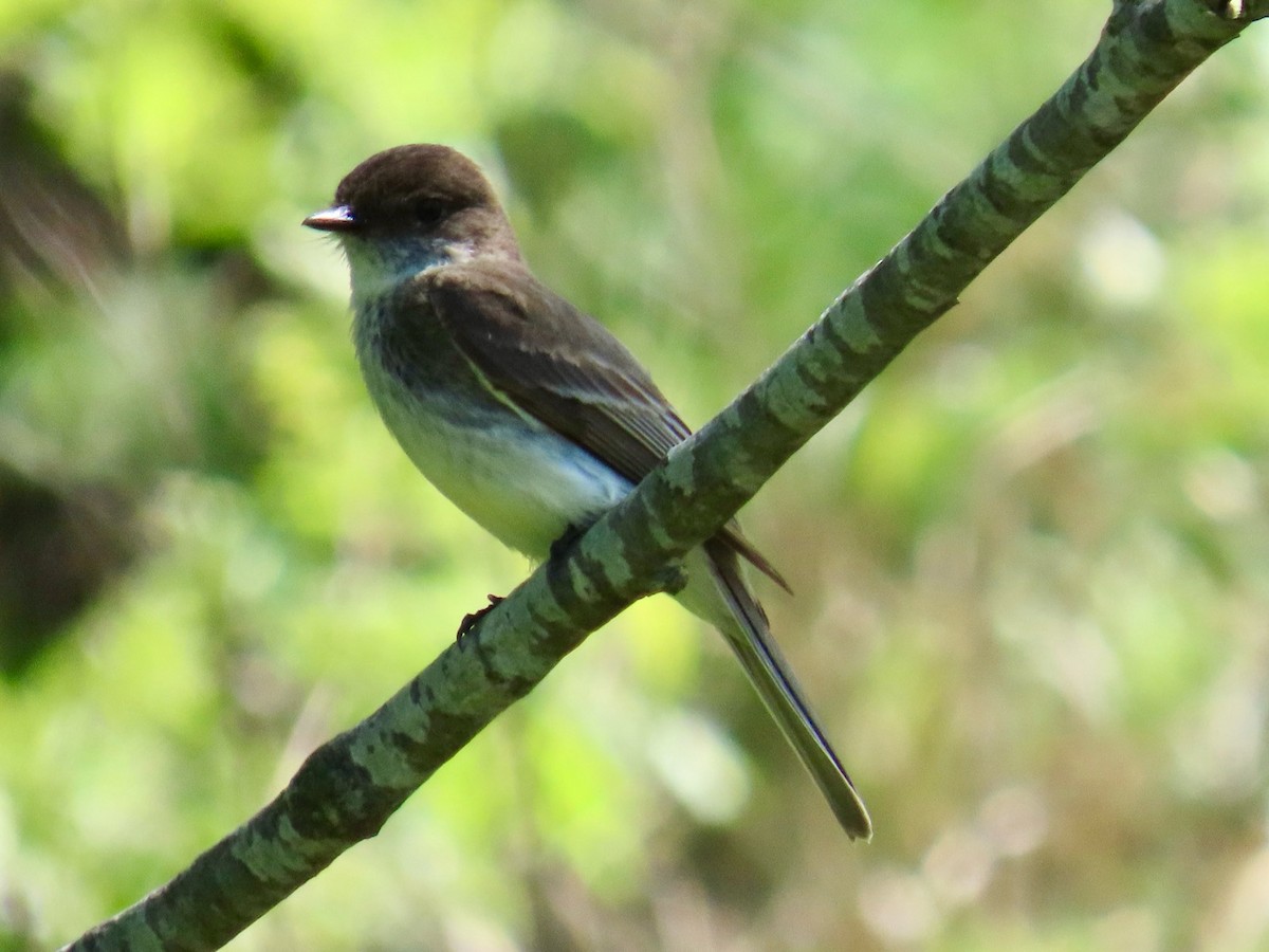 ツキヒメハエトリ - ML635981916