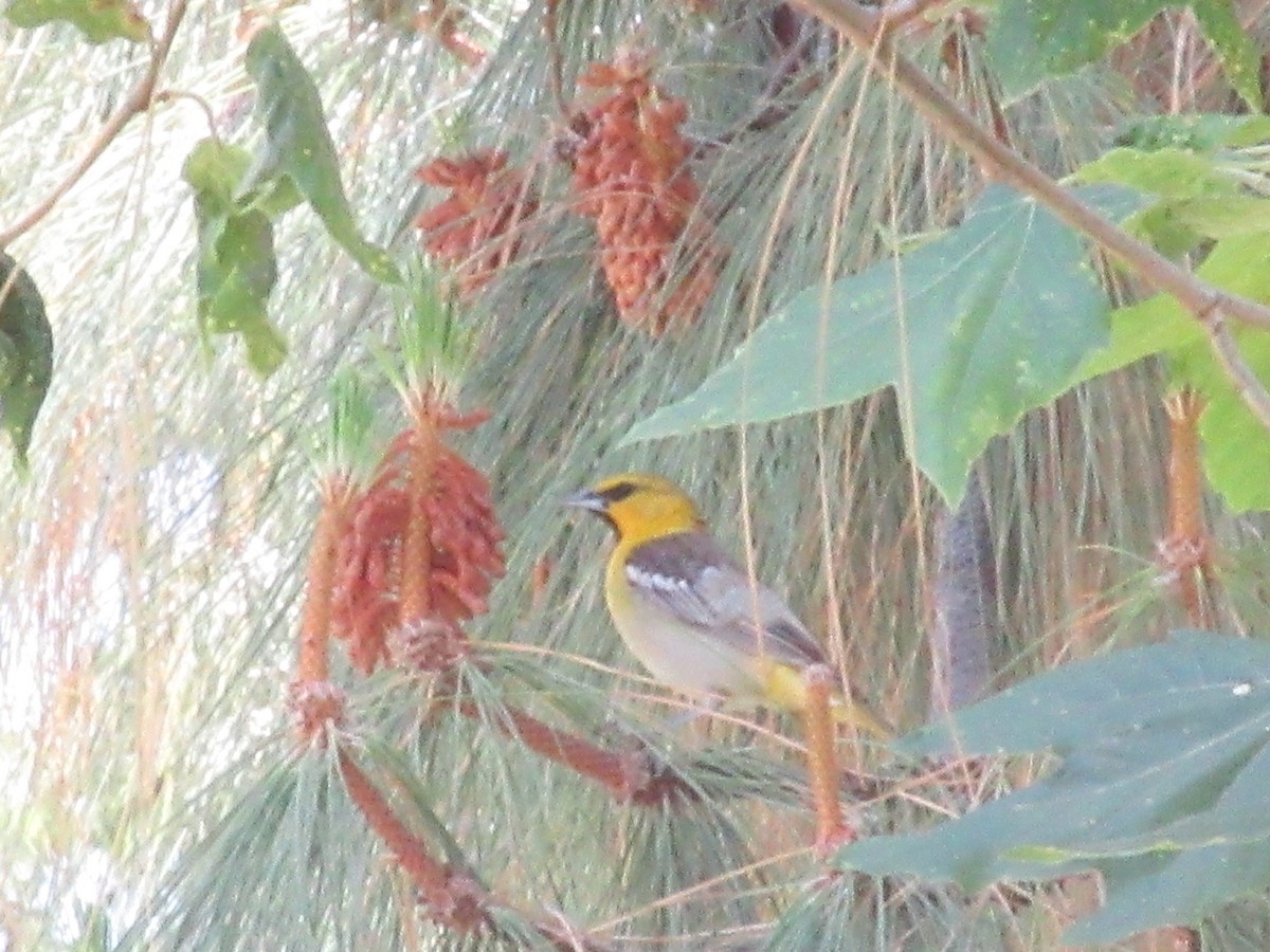 Bullock's Oriole - ML635981940