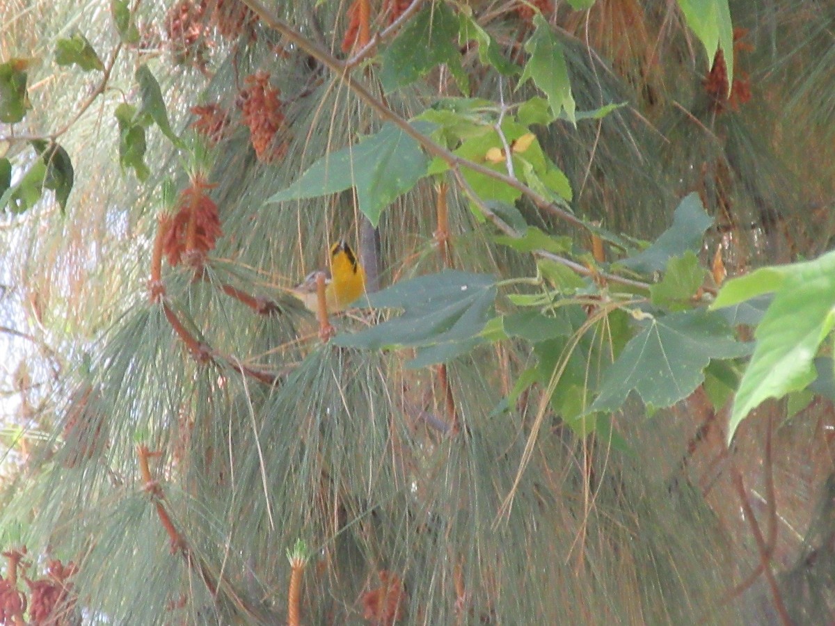 Bullock's Oriole - ML635982001