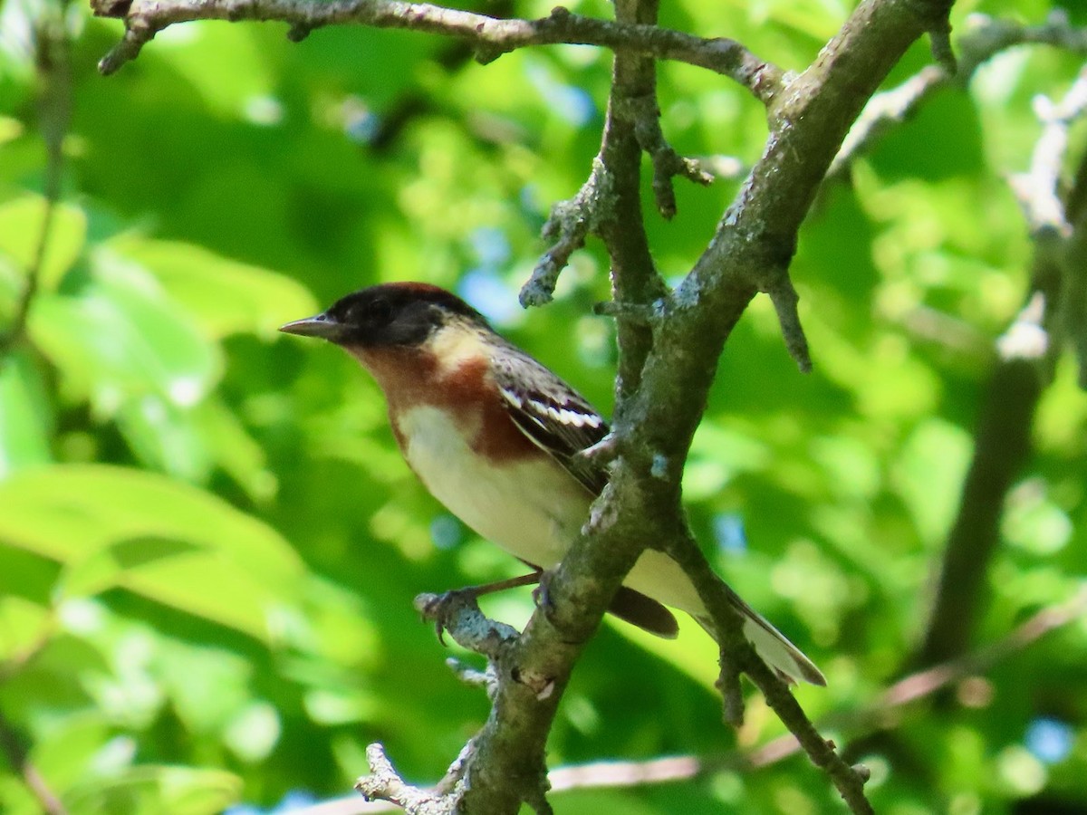 クリイロアメリカムシクイ - ML635982009