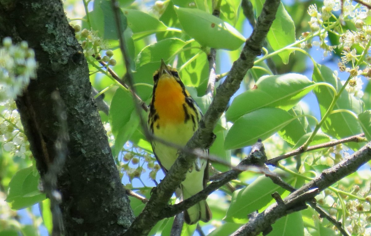 キマユアメリカムシクイ - ML635982024