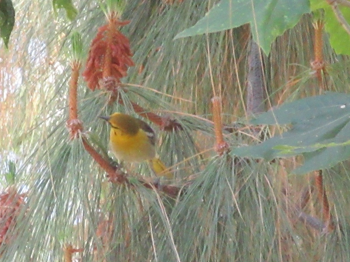 Bullock's Oriole - ML635982056