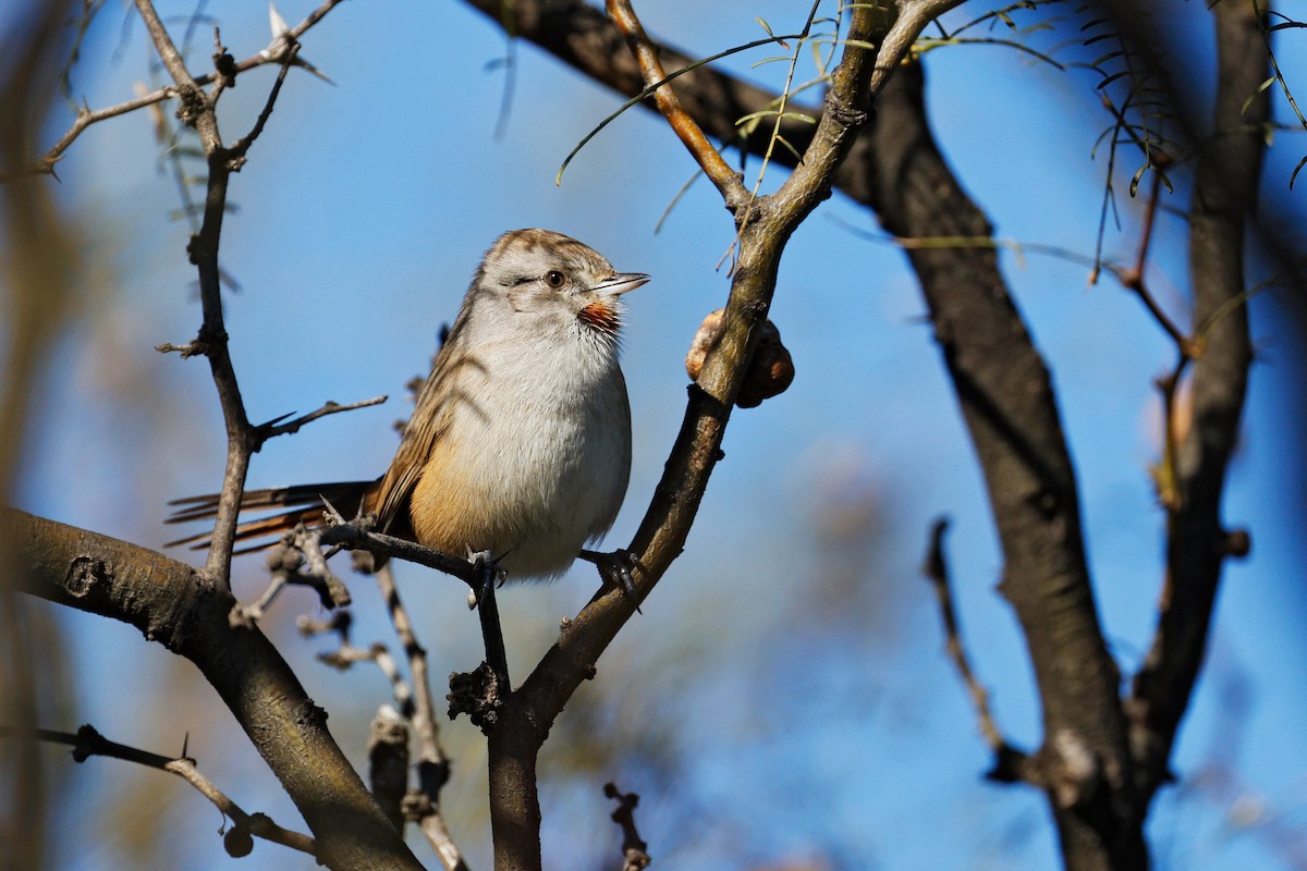 Short-billed Canastero - ML635982126