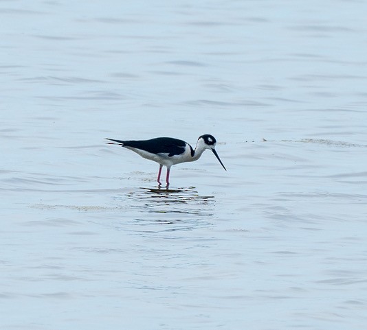 Schwarznacken-Stelzenläufer - ML635982154