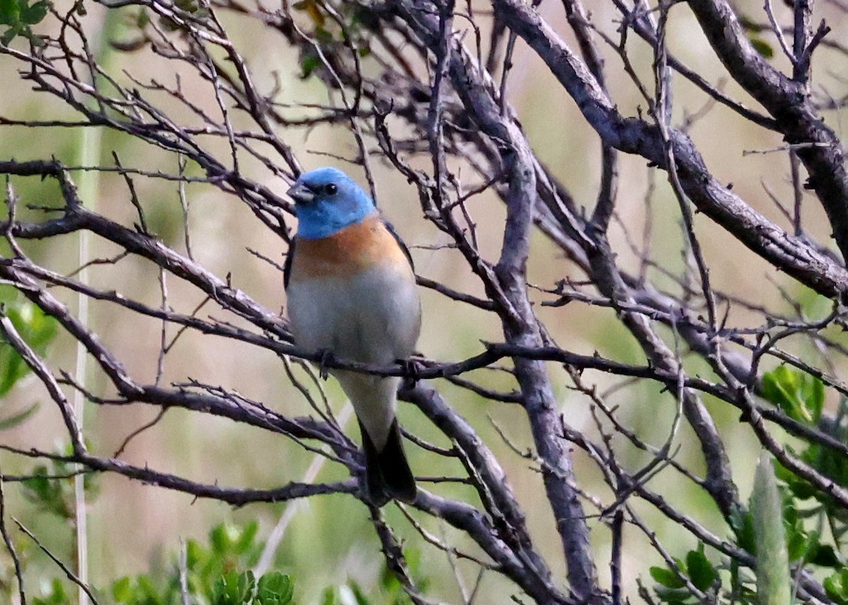 Lazuli Bunting - ML635982175