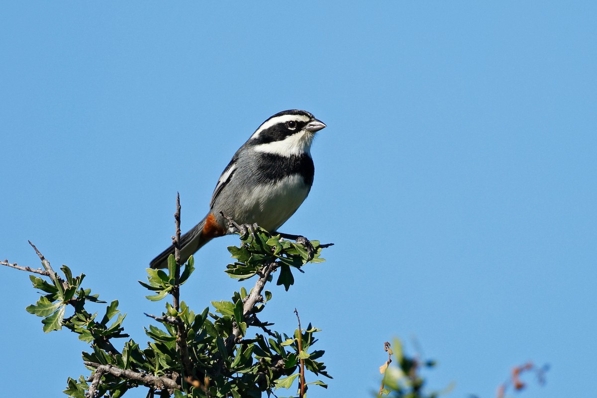 Ringed Warbling Finch - ML635982184