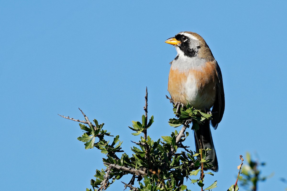 Many-colored Chaco Finch - ML635982199