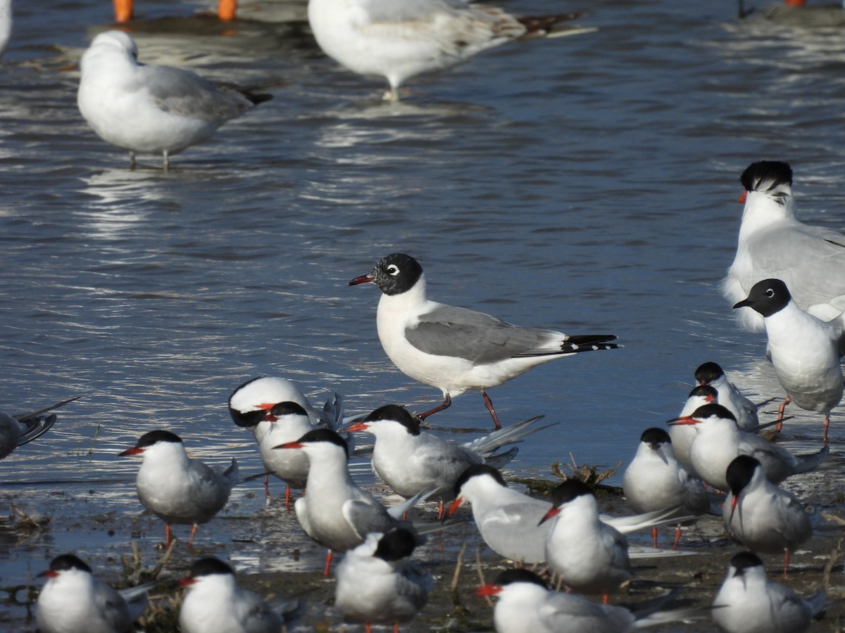 racek vnitrozemský - ML635982237