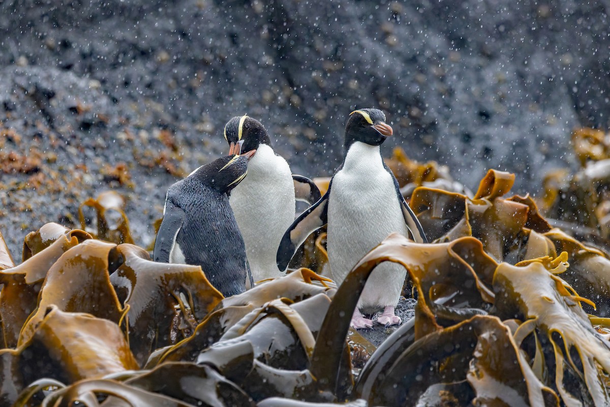 Erect-crested Penguin - ML635982297