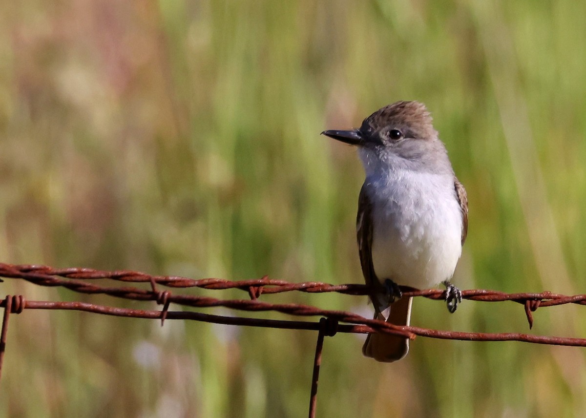 Ash-throated Flycatcher - ML635982381