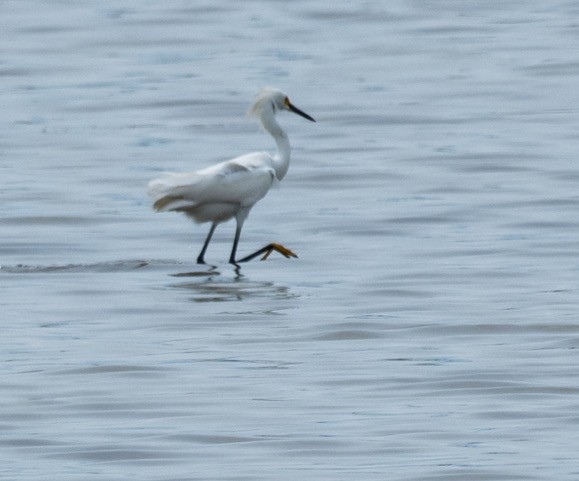 Schmuckreiher - ML635982423