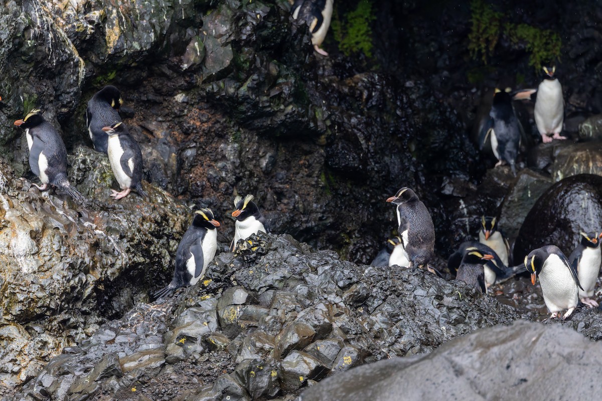 Erect-crested Penguin - ML635982493