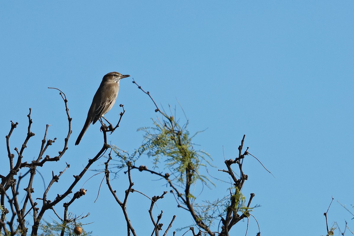 Gray-bellied Shrike-Tyrant - ML635982694