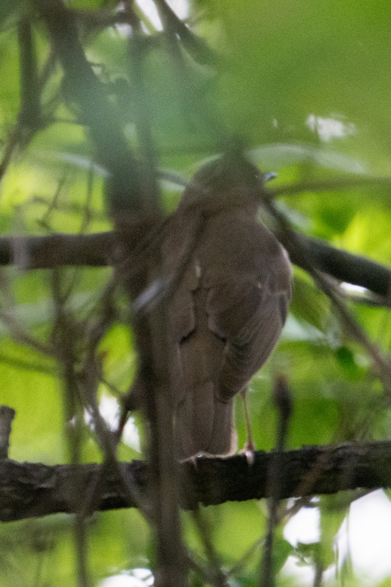 Catharus sp. - ML635982731