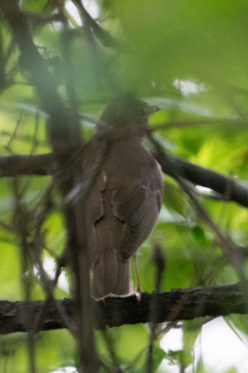 Catharus sp. - ML635982732