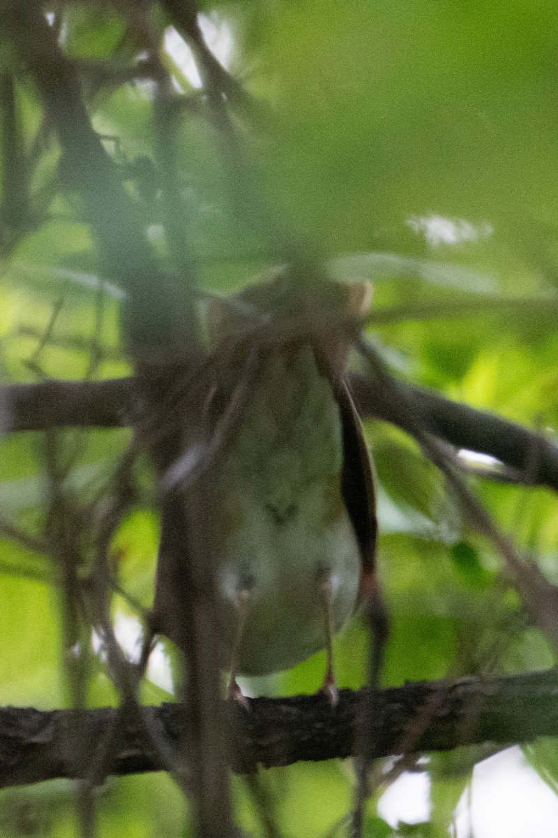 Catharus sp. - ML635982733