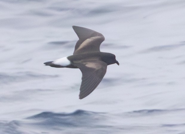 Wedge-rumped Storm-Petrel - ML635982792