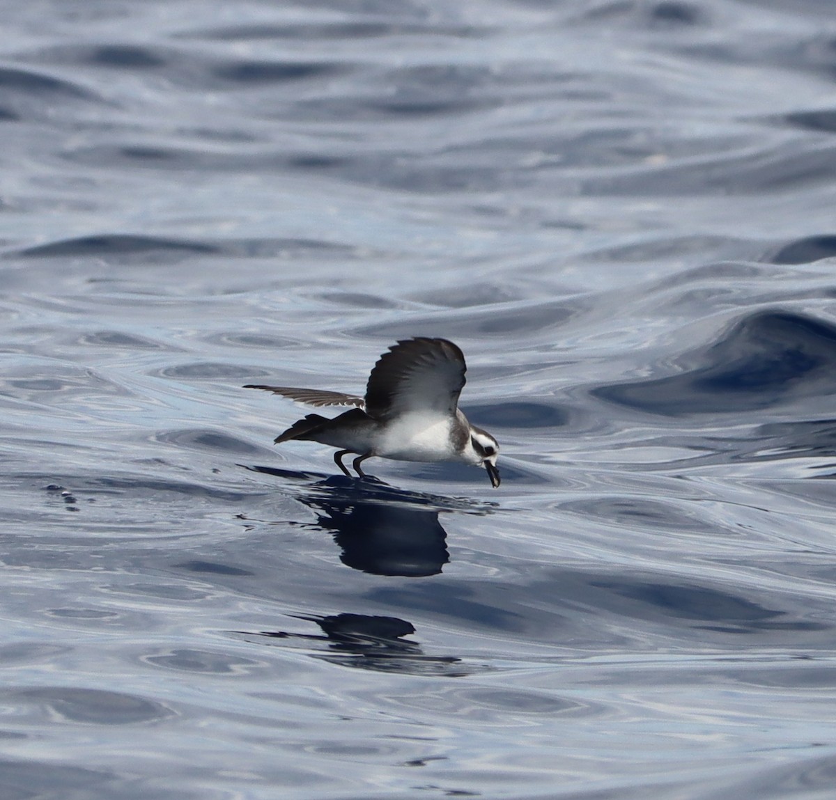 White-faced Storm-Petrel - Leander Mitchell