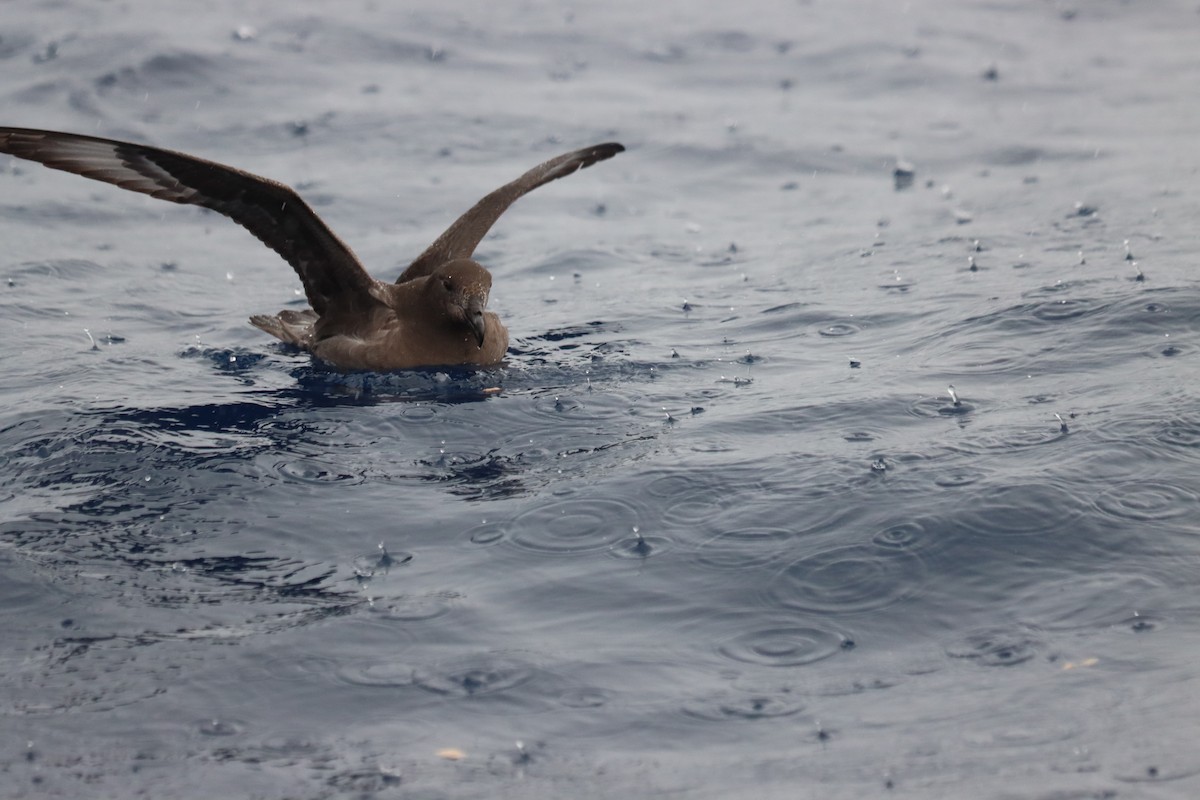 Providence Petrel - Leander Mitchell