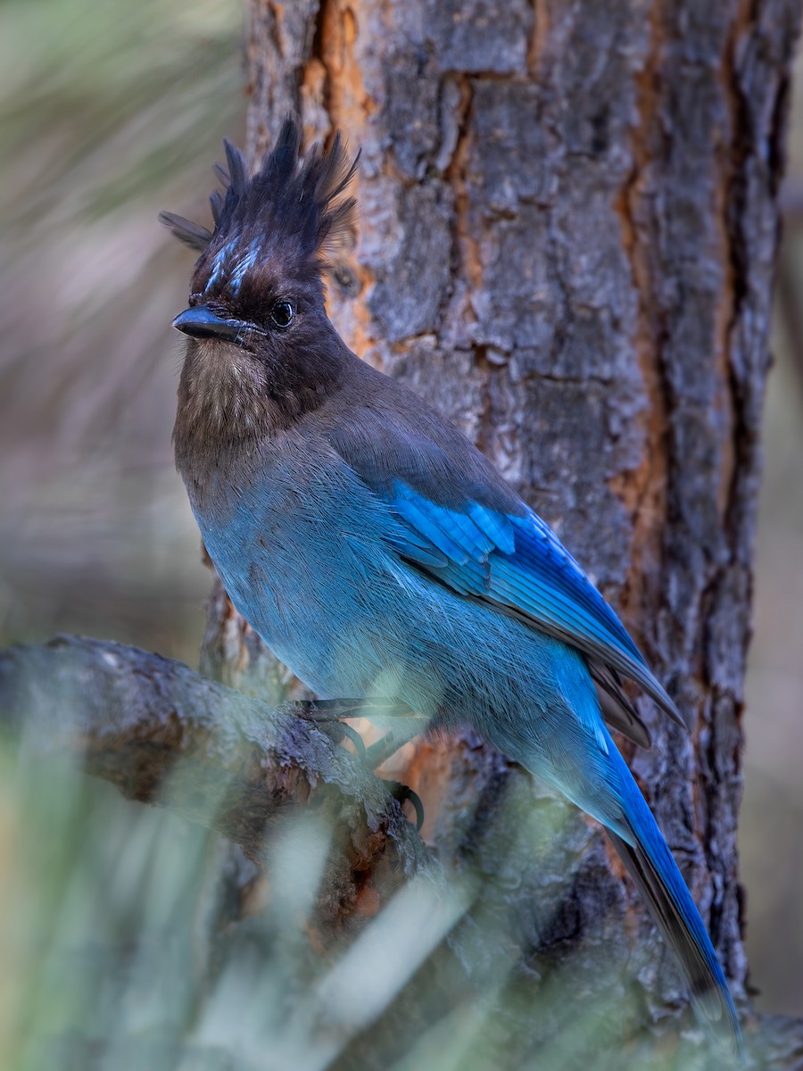 Steller's Jay - ML635983206