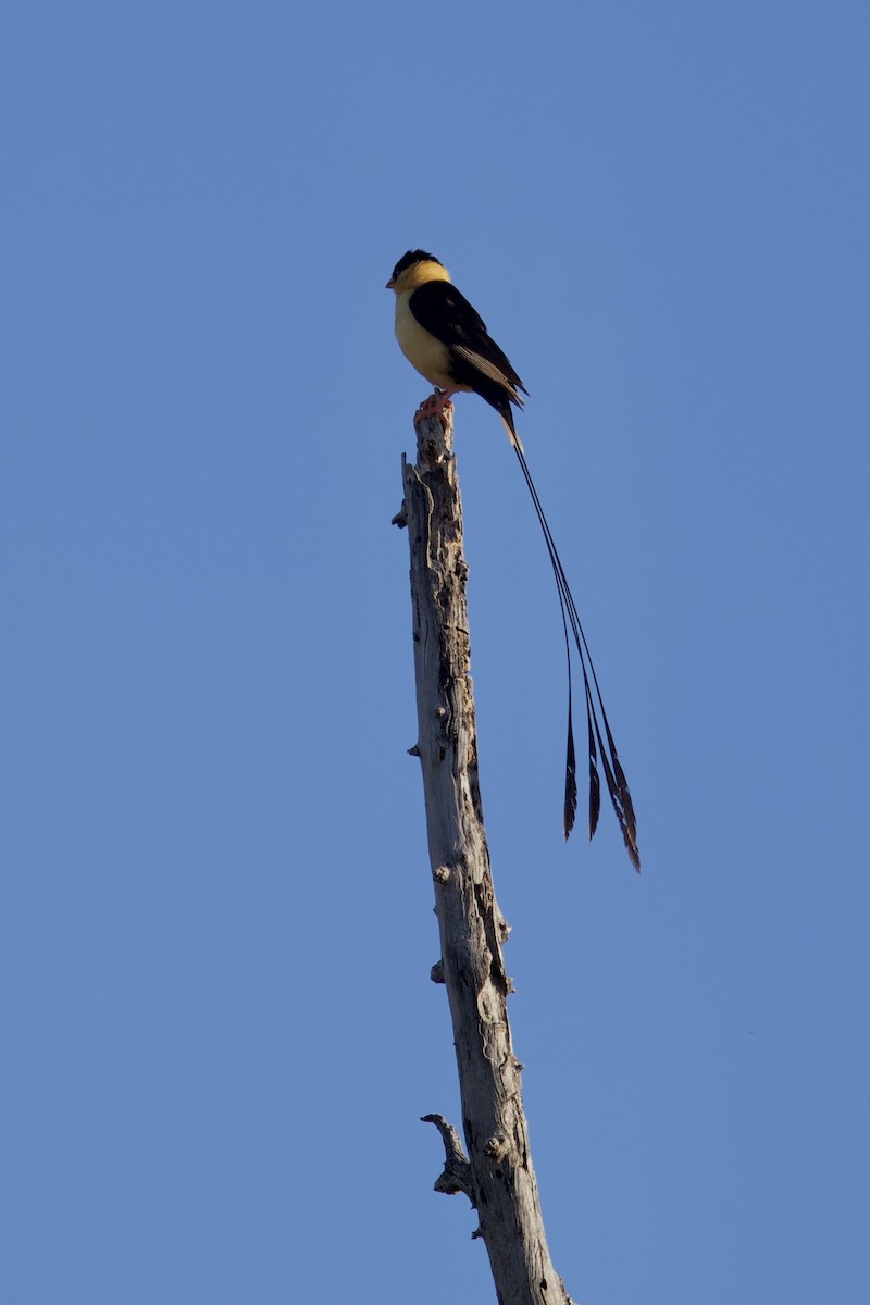 Shaft-tailed Whydah - ML635983248