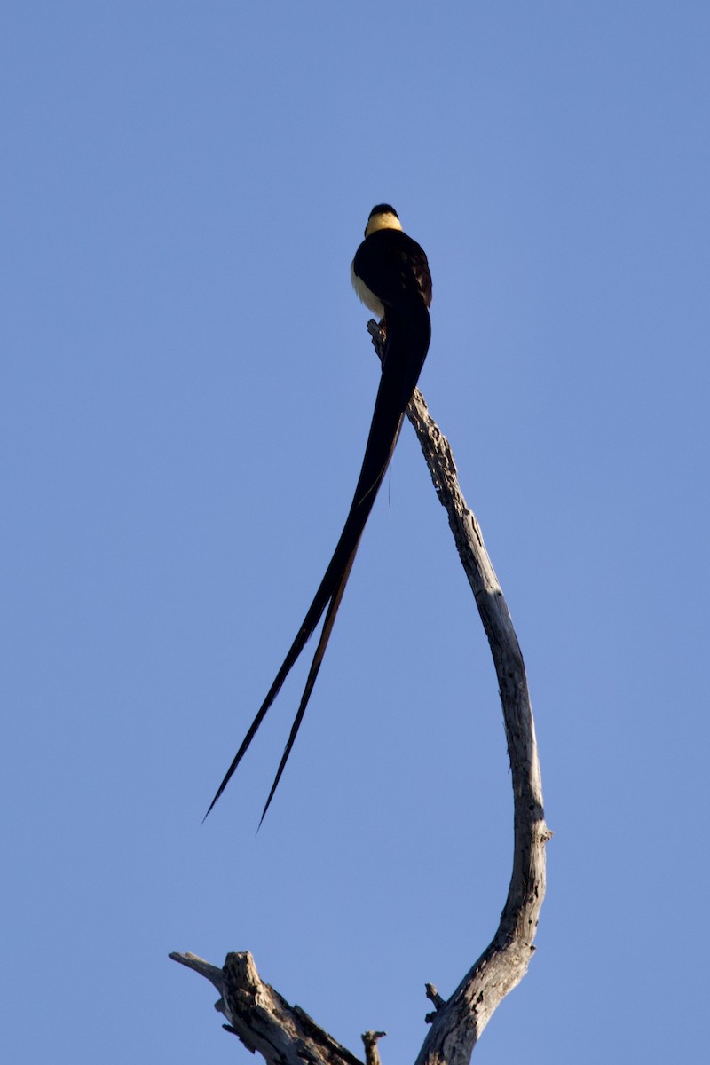 Shaft-tailed Whydah - ML635983249