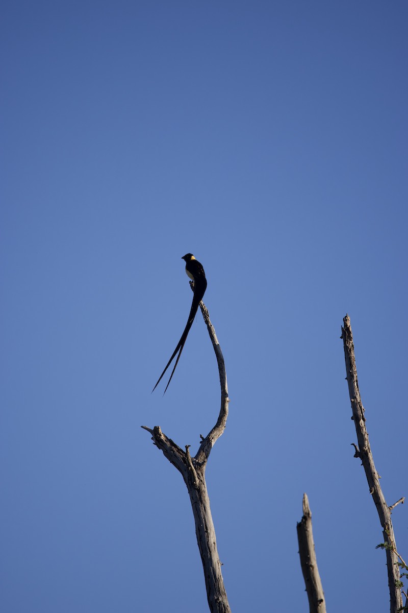 Shaft-tailed Whydah - ML635983252