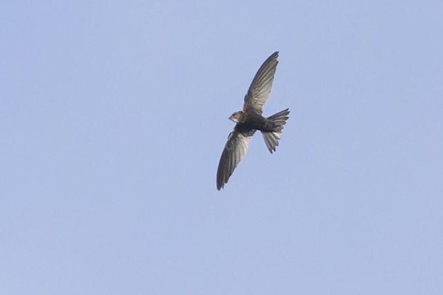 Nyanza Swift - ML635983327