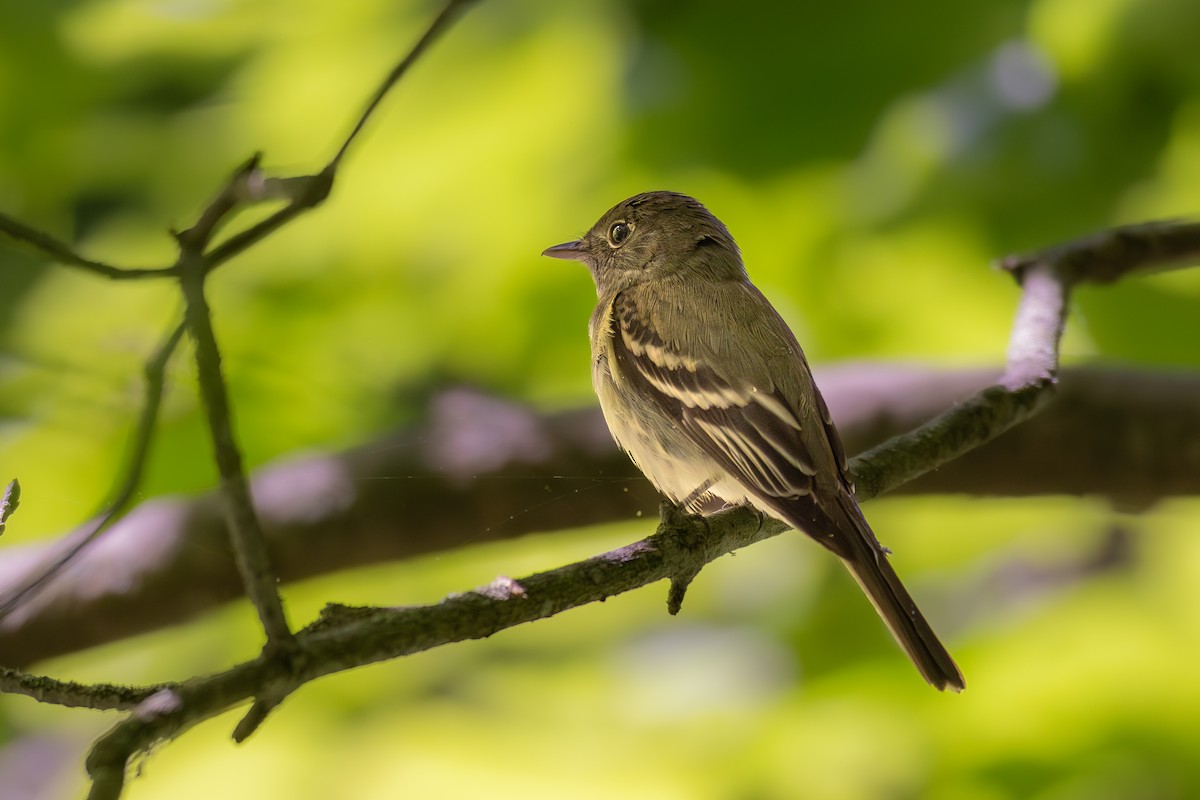 Acadian Flycatcher - ML635983337
