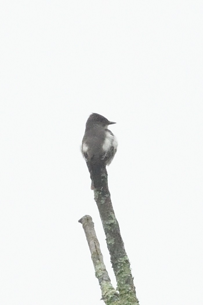 Olive-sided Flycatcher - ML635983358