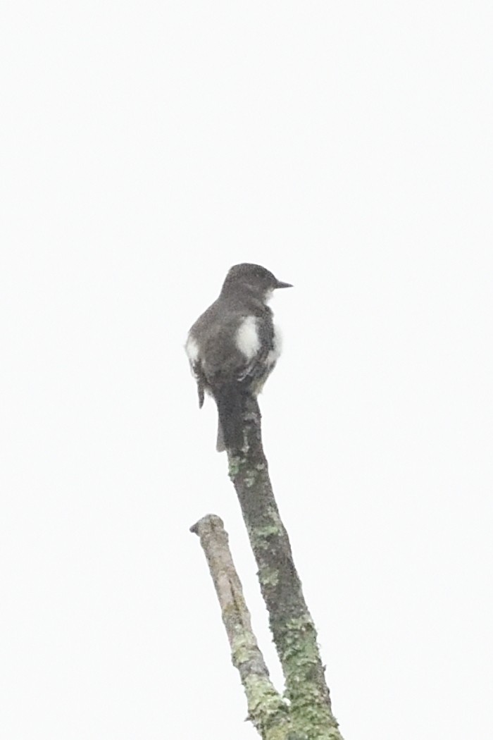 Olive-sided Flycatcher - ML635983368