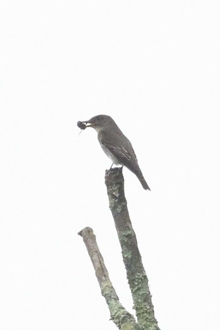Olive-sided Flycatcher - ML635983373
